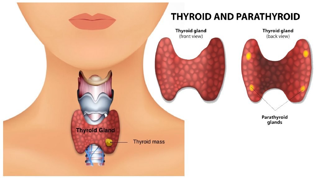 thyroid-and-parathyroid-kumaran